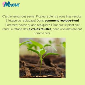 Marthe Laverdière Instagram - Le temps des semis continue!🌱 Plusieurs d’entre vous êtes rendus à l’étape du repiquage, voici donc un petit guide qui pourra vous aider!
Rendez-vous sur le Youtube des Serres Li-Ma pour la capsule sur le même sujet, vous pourrez voir concrètement comment je fais!
Bon repiquage!✨☺️
#cultivetonbonheur 💕

•

•

•

•

•

#marthelaverdiere #horticultrice #repiquage #semis #trucsemis #repiquagesemis #fairedessemis