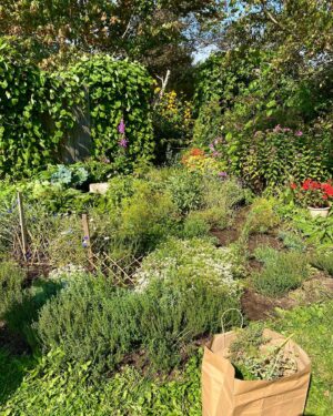 Marthe Laverdière Instagram - ☀️Bien profiter de ma belle cour avant que le temps froid arrive!✅

C’est le temps de récolter ses fines herbes et de les préparer pour les utiliser tout l’hiver!🍃
J’adore faire des herbes salées, j’ai l’impression d’apporter l’été avec moi dans la maison!🥰
D’ailleurs, sur l’avant-dernière photo, vous pouvez voir mon magnifique jardin d’herbes et fines herbes!🌱😍
Et vous? Avez-vous commencé à récolter?☺️
#cultivetonbonheur 💕

•

•

•

•

•

#marthelaverdiere #horticulture #horticultrice #automne #finesherbes #hiver #hivernation #soleil #jardin #recolte #recoltedujour