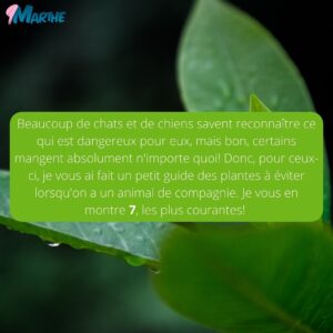 Marthe Laverdière Instagram - Avez-vous des animaux de compagnie?🐈 Êtes-vous un.e amoureux.se des plantes?🪴 Les plantes et les animaux amènent beaucoup de vie et de joie dans une maison, mais parfois ils ne font pas bon ménage!😅
Je vous ai donc fait un petit guide des plantes à éviter lorsqu’on a ces petites bêtes d’amour dans la maison.🥰
#cultivetonbonheur 

•

•

•

•

•

#marthelaverdiere #horticulture #horticultrice #animals #animauxdecompagnie #animaux #chat #chien #plante #houseplants #plants #guide #guidepratique #aloe #aloevera #pothos