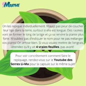 Marthe Laverdière Instagram - Le temps des semis continue!🌱 Plusieurs d’entre vous êtes rendus à l’étape du repiquage, voici donc un petit guide qui pourra vous aider!
Rendez-vous sur le Youtube des Serres Li-Ma pour la capsule sur le même sujet, vous pourrez voir concrètement comment je fais!
Bon repiquage!✨☺️
#cultivetonbonheur 💕

•

•

•

•

•

#marthelaverdiere #horticultrice #repiquage #semis #trucsemis #repiquagesemis #fairedessemis