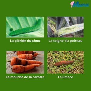Marthe Laverdière Instagram - De l’absinthe dans ton jardin!?🤔 Ben oui! Ça se peut! Cette plante est une grande alliée dans le jardin, surtout lorsqu’on cultive bio! Je vous explique pourquoi et comment l’utiliser dans le but d’avoir un beau jardin en santé.🥰🌱
#cultivetonbonheur 💞

•

•

•

•

•

#marthelaverdiere #horticultrice #absinthe #absinthedansmonjardin #jardinbiologique #jardinbiologiquedelegumes #purinpourlejardin #insecticidenaturel #fongicidenaturel #teignedupoireau #mouchedelacarotte #limaces #pierideduchou #jardinagenaturel #jardinagebio #jardinerbio