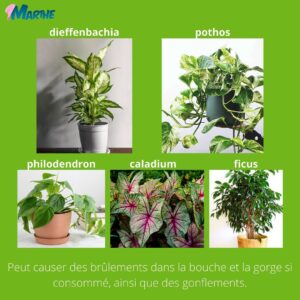 Marthe Laverdière Instagram - Avez-vous des animaux de compagnie?🐈 Êtes-vous un.e amoureux.se des plantes?🪴 Les plantes et les animaux amènent beaucoup de vie et de joie dans une maison, mais parfois ils ne font pas bon ménage!😅
Je vous ai donc fait un petit guide des plantes à éviter lorsqu’on a ces petites bêtes d’amour dans la maison.🥰
#cultivetonbonheur 

•

•

•

•

•

#marthelaverdiere #horticulture #horticultrice #animals #animauxdecompagnie #animaux #chat #chien #plante #houseplants #plants #guide #guidepratique #aloe #aloevera #pothos