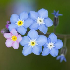 Marthe Laverdière Instagram - Ma fleur préférée depuis l’enfance!🥰
La fleur de myosotis.🌸
Avez-vous une fleur préférée? Dites moi dans les commentaires!
#cultivetonbonheur 

•

•

•

•

•

#marthelaverdiere #horticulture #horticultrice #flower #fleur #myosotis #favoriteflower #souvenir #beauté #belle