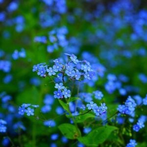 Marthe Laverdière Instagram - Ma fleur préférée depuis l’enfance!🥰
La fleur de myosotis.🌸
Avez-vous une fleur préférée? Dites moi dans les commentaires!
#cultivetonbonheur 

•

•

•

•

•

#marthelaverdiere #horticulture #horticultrice #flower #fleur #myosotis #favoriteflower #souvenir #beauté #belle