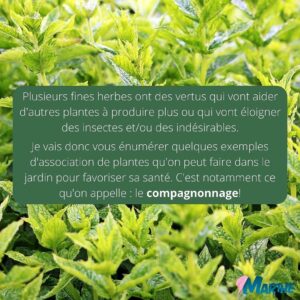 Marthe Laverdière Instagram - Je vous parle fines herbes et compagnonnage!🌱 Pour un beau jardin en santé.😍
Savez-vous ce qu’est le compagnonnage?
Rendez-vous sur la chaîne Youtube des Serres Li-Ma pour la capsule sur le même sujet!
#cultivetonbonheur 💞

•

•

•

•

•

#marthelaverdiere #horticulture #horticultrice #finesherbes #jardin #jardinage #compagnonnage #basilic #coriandre #tomate #fleurs #printemps #été #youtube #santé