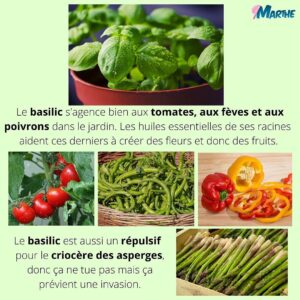 Marthe Laverdière Instagram - Je vous parle fines herbes et compagnonnage!🌱 Pour un beau jardin en santé.😍
Savez-vous ce qu’est le compagnonnage?
Rendez-vous sur la chaîne Youtube des Serres Li-Ma pour la capsule sur le même sujet!
#cultivetonbonheur 💞

•

•

•

•

•

#marthelaverdiere #horticulture #horticultrice #finesherbes #jardin #jardinage #compagnonnage #basilic #coriandre #tomate #fleurs #printemps #été #youtube #santé
