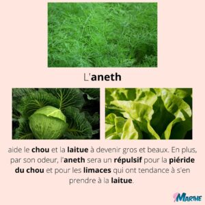 Marthe Laverdière Instagram - Je vous parle fines herbes et compagnonnage!🌱 Pour un beau jardin en santé.😍
Savez-vous ce qu’est le compagnonnage?
Rendez-vous sur la chaîne Youtube des Serres Li-Ma pour la capsule sur le même sujet!
#cultivetonbonheur 💞

•

•

•

•

•

#marthelaverdiere #horticulture #horticultrice #finesherbes #jardin #jardinage #compagnonnage #basilic #coriandre #tomate #fleurs #printemps #été #youtube #santé