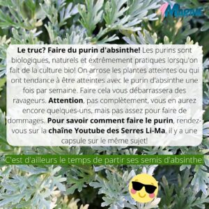 Marthe Laverdière Instagram - De l’absinthe dans ton jardin!?🤔 Ben oui! Ça se peut! Cette plante est une grande alliée dans le jardin, surtout lorsqu’on cultive bio! Je vous explique pourquoi et comment l’utiliser dans le but d’avoir un beau jardin en santé.🥰🌱
#cultivetonbonheur 💞

•

•

•

•

•

#marthelaverdiere #horticultrice #absinthe #absinthedansmonjardin #jardinbiologique #jardinbiologiquedelegumes #purinpourlejardin #insecticidenaturel #fongicidenaturel #teignedupoireau #mouchedelacarotte #limaces #pierideduchou #jardinagenaturel #jardinagebio #jardinerbio