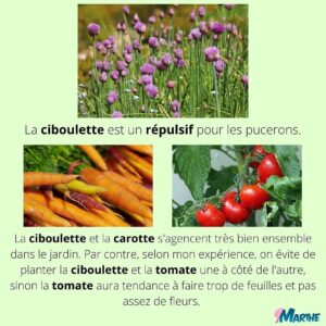 Marthe Laverdière Instagram - Je vous parle fines herbes et compagnonnage!🌱 Pour un beau jardin en santé.😍
Savez-vous ce qu’est le compagnonnage?
Rendez-vous sur la chaîne Youtube des Serres Li-Ma pour la capsule sur le même sujet!
#cultivetonbonheur 💞

•

•

•

•

•

#marthelaverdiere #horticulture #horticultrice #finesherbes #jardin #jardinage #compagnonnage #basilic #coriandre #tomate #fleurs #printemps #été #youtube #santé
