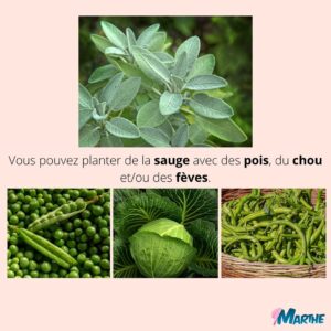 Marthe Laverdière Instagram - Je vous parle fines herbes et compagnonnage!🌱 Pour un beau jardin en santé.😍
Savez-vous ce qu’est le compagnonnage?
Rendez-vous sur la chaîne Youtube des Serres Li-Ma pour la capsule sur le même sujet!
#cultivetonbonheur 💞

•

•

•

•

•

#marthelaverdiere #horticulture #horticultrice #finesherbes #jardin #jardinage #compagnonnage #basilic #coriandre #tomate #fleurs #printemps #été #youtube #santé