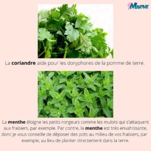 Marthe Laverdière Instagram - Je vous parle fines herbes et compagnonnage!🌱 Pour un beau jardin en santé.😍
Savez-vous ce qu’est le compagnonnage?
Rendez-vous sur la chaîne Youtube des Serres Li-Ma pour la capsule sur le même sujet!
#cultivetonbonheur 💞

•

•

•

•

•

#marthelaverdiere #horticulture #horticultrice #finesherbes #jardin #jardinage #compagnonnage #basilic #coriandre #tomate #fleurs #printemps #été #youtube #santé