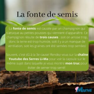 Marthe Laverdière Instagram - Avez-vous commencé vos semis?🌱☺️
J’ai reçu plusieurs questions sur le sujet, je vous ai donc fait un petit guide des problèmes les plus couramment rencontrés lorsqu’on part des semis. Les solutions sont souvent très simples, il suffit juste d’acquérir de l’expérience!🪴
J’espère que ça vous sera utile.☺️
#cultivetonbonheur 

•

•

•

•

•

•

#marthelaverdiere #horticultrice #semisbio #semisbiologiques #permaculture #jardinage #fontedesemis #moucheduterreau #trucdegrandmere