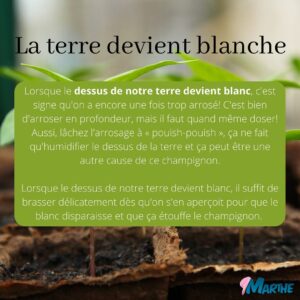 Marthe Laverdière Instagram - Avez-vous commencé vos semis?🌱☺️
J’ai reçu plusieurs questions sur le sujet, je vous ai donc fait un petit guide des problèmes les plus couramment rencontrés lorsqu’on part des semis. Les solutions sont souvent très simples, il suffit juste d’acquérir de l’expérience!🪴
J’espère que ça vous sera utile.☺️
#cultivetonbonheur 

•

•

•

•

•

•

#marthelaverdiere #horticultrice #semisbio #semisbiologiques #permaculture #jardinage #fontedesemis #moucheduterreau #trucdegrandmere