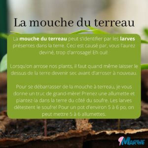 Marthe Laverdière Instagram - Avez-vous commencé vos semis?🌱☺️
J’ai reçu plusieurs questions sur le sujet, je vous ai donc fait un petit guide des problèmes les plus couramment rencontrés lorsqu’on part des semis. Les solutions sont souvent très simples, il suffit juste d’acquérir de l’expérience!🪴
J’espère que ça vous sera utile.☺️
#cultivetonbonheur 

•

•

•

•

•

•

#marthelaverdiere #horticultrice #semisbio #semisbiologiques #permaculture #jardinage #fontedesemis #moucheduterreau #trucdegrandmere