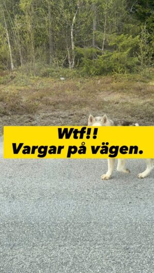 Martin Björk Instagram - När Stockholmarna träffar varg i Åre🙈