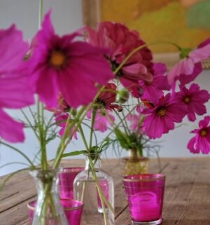 Mary Stuart Masterson Instagram - PINK! It goes with everything. Riot of color in the garden still. She has such a delicate scent for a bombshell.  #cosmos #marymaryquitecontraryhowdoesyourgardengrow