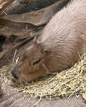 Marylène Gendron Instagram - C’est ma fête ou la sienne? Impossible de savoir! 

(Pour ceux qui se demandent, oui, tous les animaux s’appellent Bobby)