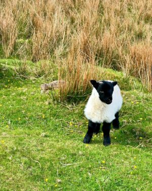 Masey McLain Instagram - Scotland with my love, celebrating love was an unforgettable experience 💚✨🐑 
*FYI customs will not in fact let you bring a baby lamb home 🥲