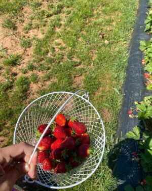 Masey McLain Instagram - Weekends are a gift🍓🎨🌞
Sunshine, strawberry farm, family time, & a backyard craft with some friends that I’ll be hanging up for some wall decor🤗 oh &&& my first Tik Tok👀👀 late to the party but I’m here🥳