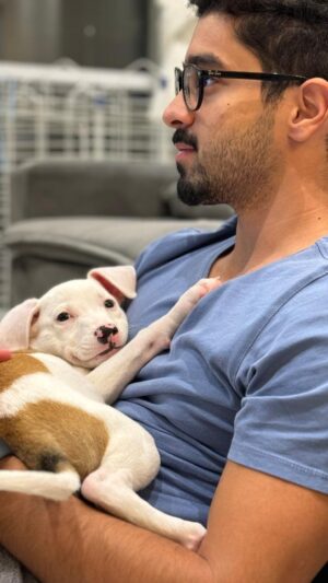 Matheus Costa Instagram - Diário dos primeiros dias da Athena 🐶🐾