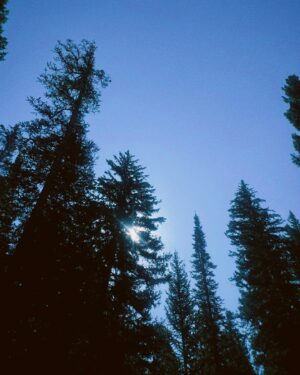 Matt Lintz Instagram - The wilderness