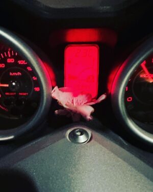 Matteo Martari Instagram - Ho letto da qualche parte che la Sardegna regala sempre cose belle.
Chissà se ci ha fatto gli stessi regali.
Alcuni penso di sì 
Evviva la Sardegna!
#saghe