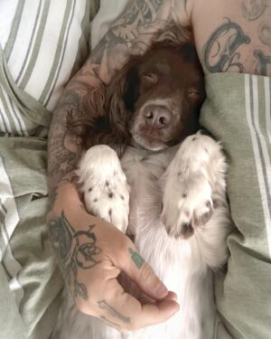 Matthew Pritchard Instagram - Sleepy Lemmy 💤💤🐶🐶

Myself and @lemmy_p have a full day out today jumping on busses and trains 🚌🚂 so he’s getting some rest. Skateboarding, swimming, walkies and sunbathing. 

#Dogs #DayOut #PublicTransport