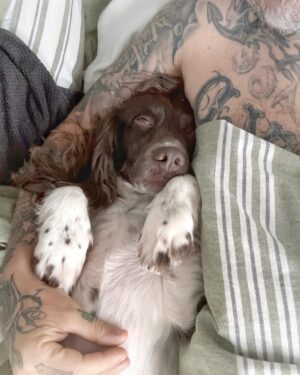 Matthew Pritchard Instagram - Sleepy Lemmy 💤💤🐶🐶

Myself and @lemmy_p have a full day out today jumping on busses and trains 🚌🚂 so he’s getting some rest. Skateboarding, swimming, walkies and sunbathing. 

#Dogs #DayOut #PublicTransport