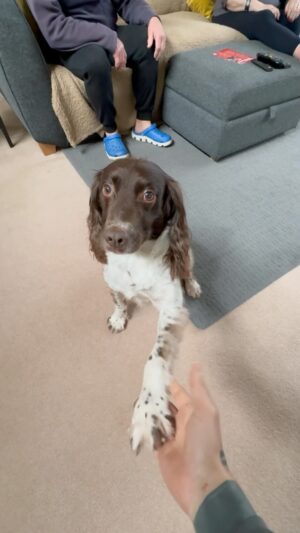 Matthew Pritchard Instagram - Home 🏡🐶

Back home after a mental drive from Edinburgh in storm Kathleen. Fair play she went for it mun, motorway was bonkers last night. Always good to see @lemmy_p at my parents house when I get back. 

What an ace week on the road, big up @cymrucamperfurniture it was the perfect van in many ways. 

Big up to all that came out and gave me their time, much appreciated. Great to see you and meet you all. 

Powered by @swydsupps . The pre workout came in a treat for yesterday’s long drive. 

Next stop 🇮🇪

#SWYDsupps #VanLife #Dogs
