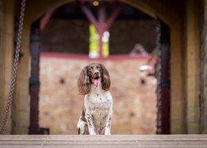 Matthew Pritchard Instagram - Lemmy 🐶🖤

Just had the pics through from Ellen at @wildpawsclub of my little boy and best mate. He’s always been good in front of the lens and I’m sure you’ll agree he’s a stunner. 

If you need photos of your doggy give Ellen a message she’s ace with your dog and her work speaks for itself. Thanks Ellen 💚

#Dogs #DogPhotography #MansBestFriend