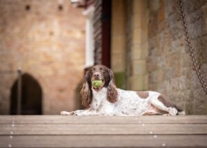 Matthew Pritchard Instagram - Lemmy 🐶🖤

Just had the pics through from Ellen at @wildpawsclub of my little boy and best mate. He’s always been good in front of the lens and I’m sure you’ll agree he’s a stunner. 

If you need photos of your doggy give Ellen a message she’s ace with your dog and her work speaks for itself. Thanks Ellen 💚

#Dogs #DogPhotography #MansBestFriend
