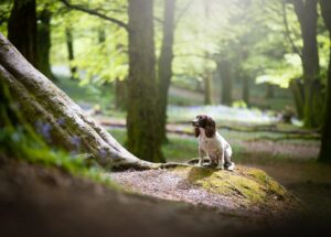 Matthew Pritchard Instagram - Lemmy 🐶🖤

Just had the pics through from Ellen at @wildpawsclub of my little boy and best mate. He’s always been good in front of the lens and I’m sure you’ll agree he’s a stunner. 

If you need photos of your doggy give Ellen a message she’s ace with your dog and her work speaks for itself. Thanks Ellen 💚

#Dogs #DogPhotography #MansBestFriend