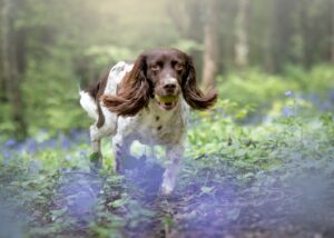 Matthew Pritchard Instagram - Lemmy 🐶🖤

Just had the pics through from Ellen at @wildpawsclub of my little boy and best mate. He’s always been good in front of the lens and I’m sure you’ll agree he’s a stunner. 

If you need photos of your doggy give Ellen a message she’s ace with your dog and her work speaks for itself. Thanks Ellen 💚

#Dogs #DogPhotography #MansBestFriend