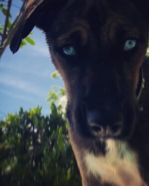 Matthias Schoenaerts Instagram - A Night With a Wolf

Little one come to my knee !
 Hark how the rain is pouring
Over the roof in the pitch dark night,
 And the winds in the woods a-roaring
Hush,my darling, and listen,
 Then pay for the story with kisses;
Father was lost in the pitch-black night
  In just such a storm as this is.
High on the lonely mountain
  Where the wild men watched and waited;
Wolves in the forest, and bears in the bush,
 And I on my path belated.
The rain and the night together
  Came down, and the wind came after,
Bending the props of the pine tree roof
  And snapping many a rafter.
I crept along in the darkness,
 Stunned and bruised and blinded...
Crept to a fir with thick-set boughs,
 And a sheltering rock behind it.
There, from the blowing and raining,
 Crouching I sought to hide me;
Something rustled,two green eyes shone,
 And a wolf lay down beside me.
Little one, be not frightened;
 I and the wolf together,
Side be side through the long, long night,
 Hid from the awful weather.
His wet fur pressed against me;
 Each of us warmed the other;
Each of us felt in the stormy dark
  That beast and man was brother.
And when the falling forest
  No longer crashed in warning,
Each of us went from our hiding place
  Forth in the wild wet morning.
Darling, kiss me in payment...
 Hark! how the wind is roaring!
Father's house is a better place
  When the stormy rain is pouring

#noya