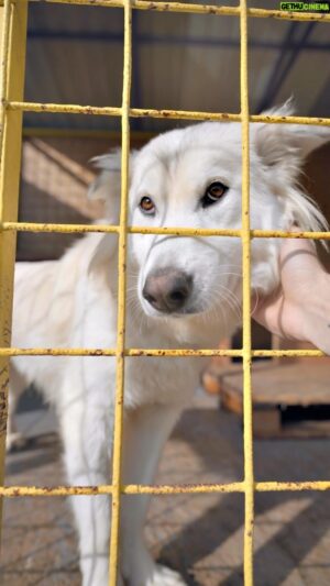 Matúš Okajček Instagram - Pomôcť môžeš aj Ty a nemusí to byť nevyhnutne adopcia psíka alebo darovanie krmiva. A to napríklad, že obetuješ chvíľu svojho času a pôjdeš s nejakým tuláčikom na prechádzku. Stačí, ak si nájdeš útulok v tvojom okolí a garantujem Ti, že čerstvý vzduch a radosť psíka, ktorý ide ňúrať po okolí, Ti vyčistí hlavu. 🙌🏻 #missionadoption #pedigree #adoptuj @utuloktulacik @pedigree_czsk #spolupraca