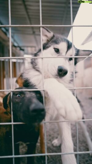 Matúš Okajček Instagram - 🐾 Vianoce môžu byť pre mnohých psíkov ťažkým obdobím 😔. Mnohí z nás si však neuvedomujeme, aký záväzok prináša so sebou živý vianočný darček. Šteniatka, hoci roztomilé, môžu priniesť nové výzvy. Pravda je, že starostlivosť o domáceho miláčika vyžaduje čas, peniaze a lásku.
Po Vianociach praskajú psie útulky vo švíkoch, pretože mnohí si neuvedomujú, čo všetko obnáša mať psa. Ak uvažujete o adopcii, pristupujte k nej zodpovedne. Môžete tiež zvážiť návštevu miestneho útulku - pomôžete nielen im, ale získate aj psíka, ktorý už prešiel základným výcvikom. To môže byť začiatok krásneho priateľstva. 💕 #vianoce #adoptujpsika #psieutulky #spolupraca @pedigree_czsk @slobodazvierat @utuloktulacik