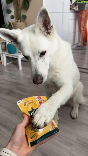 Matúš Okajček Instagram - 🐶Psík sa neustále učí a denne nás pozoruje, preto je

vždy príležitosť na krátke cvičenie✊🏻, a teda aj príležitosť odmeniť jeho správanie pamlskami od @pedigree_czsk 🦴