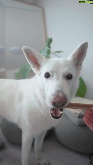 Matúš Okajček Instagram - Ako pri každoročnej kontrole, aj tento krát sa Nám veterinár pozrel na chrup a o nejaké info sme sa chceli podeliť aj s vami. Zoznam veterinárov, ktorí vášmu psíkovi spravia prehliadku zubov do 26.3.23 zdarma, nájdete na stránke dentastix.marspromo.sk a pre tých, ktorí chcú svojich mazlíčkov potešiť ešte viac, pridajte fotku s úsmevom Vášho psíka, označte pedigree_czsk a vyhrajte zásobu Dentastixov a mnoho iných pamlskov 🐶 @pedigree_czsk #spolupraca @ciri_okajcek