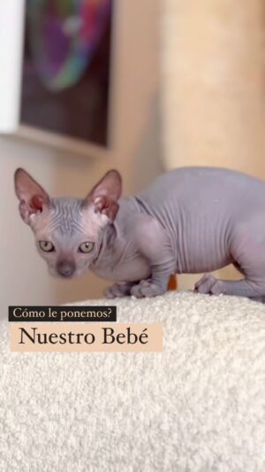 Mauricio Mejía Instagram - Les presentamos a nuestro bebé y necesitamos de su ayuda, que nombre le ponemos? 

#sphinxcat #sphinxkittens #esfingecat