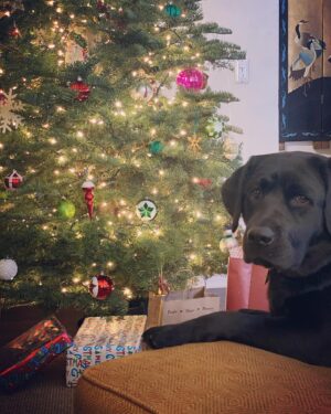 Maury Morgan Instagram - A very Merry Christmas to you and yours. 🎄 🕊 🌍