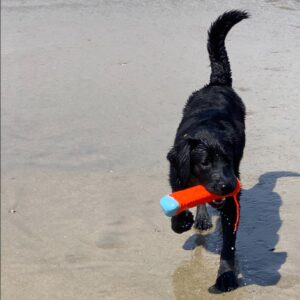 Maury Morgan Instagram - Back in the dog beach groove.