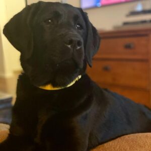 Maury Morgan Instagram - My regal (non)beagle. 

#labradorretriever #labsofinstagram #labpuppy #puppiesofinstagram #prettygirls #lovemydog #talesofalabpuppy