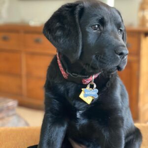Maury Morgan Instagram - Life just got a whole lot more fun. ❤️🐶#labradorretriever #puppy