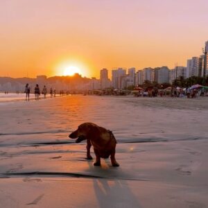 Max Joseph Instagram - Boa tarde. Postcards from Santos, Brazil 🇧🇷