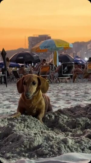 Max Joseph Instagram - Simon takes his work very seriously 
.
.
.
.
.
.
#dachshund #brazil #brazilbeach