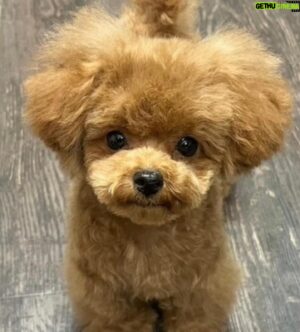 Max Matsuura Instagram - さくらちゃん3回目のカット！

#トイプードル