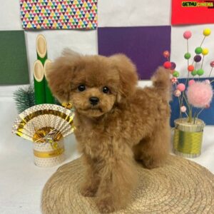 Max Matsuura Instagram - さくらちゃん3回目のカット！

#トイプードル