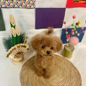 Max Matsuura Instagram - さくらちゃん3回目のカット！

#トイプードル
