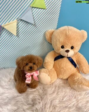 Max Matsuura Instagram - さくらちゃん！
トリミングデイ
#トイプードル