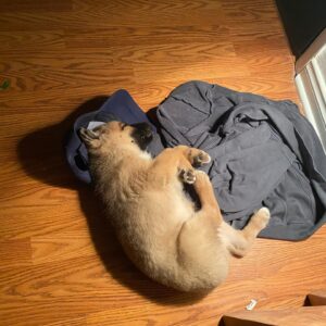 Max Minghella Instagram - One year of living with this party animal #adoptdontshop @thelabellefoundation